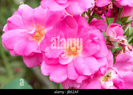 Le foto scattate al Parco delle Rose, Columbus, Ohio, Stati Uniti d'America Foto Stock