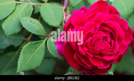 Le foto scattate al Parco delle Rose, Columbus, Ohio, Stati Uniti d'America Foto Stock