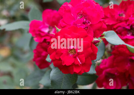 Le foto scattate al Parco delle Rose, Columbus, Ohio, Stati Uniti d'America Foto Stock