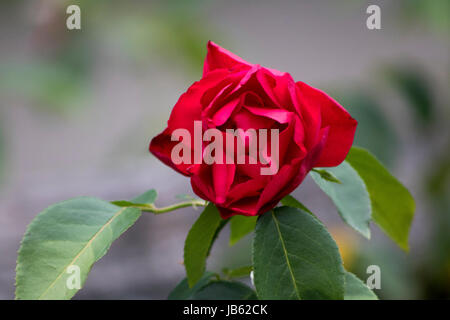 Le foto scattate al Parco delle Rose, Columbus, Ohio, Stati Uniti d'America Foto Stock