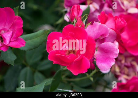 Le foto scattate al Parco delle Rose, Columbus, Ohio, Stati Uniti d'America Foto Stock