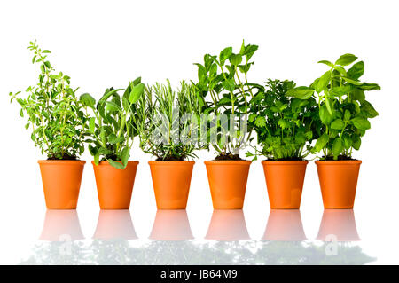 Diverse le erbe aromatiche che crescono in vasi in ceramica su sfondo bianco. L'origano, la salvia, il rosmarino, la menta, il prezzemolo e il basilico, ciascuno in pentola separata Foto Stock