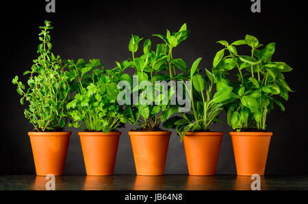 Erbe verdi in vasi di ceramica. Origano culinario, prezzemolo, menta, salvia e basilico in crescita. Foto Stock