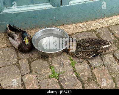 Mallard duck e drake seduto sull'acciottolato da un cane in metallo della coppa dell'acqua. Foto Stock