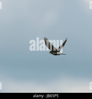 Eurasian skylark Foto Stock