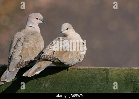 Eurasian colombe a collare Foto Stock