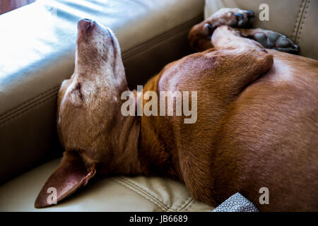 Carino andalusa Hound' (Canis lupus familiaris) Il cane dorme e relax su un divano a casa Foto Stock