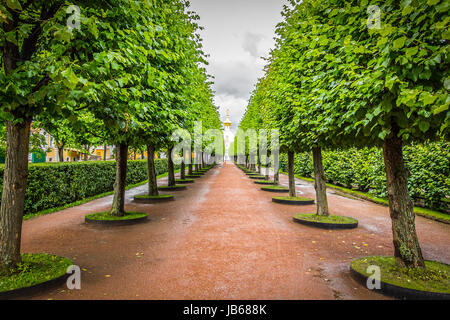 Un lungo viale di alberi verdi nel parco della città. Foto Stock