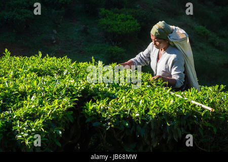 Signora prelevare le foglie di tè, Sri Lanka Foto Stock