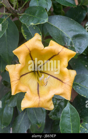 Coppa del vitigno in oro o dorata vitigno calice, o Hawaiian Liily: Solandra maxima. Foto Stock