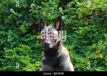Ritratto di un belga Malinois sheepdog indossando occhiali rosso Foto Stock