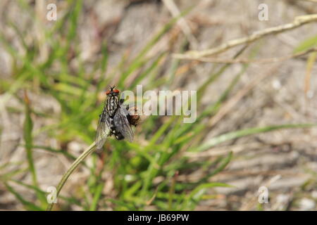 Un piccolo nero volare a strisce che si siede su una foglia in natura Foto Stock