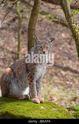 Close up ritratto di Giovane lince euroasiatica seduti sulla pietra falena nella foresta tra alberi, guardando la fotocamera a basso angolo di visione Foto Stock