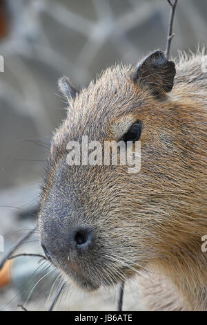 Close up ritratto di capibara (Hydrochoerus hydrochaeris), il roditore più grande al mondo Foto Stock