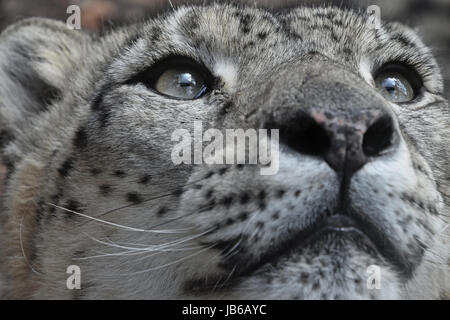 Extreme close up ritratto maschile di snow leopard (o oncia, Panthera uncia) Guardando sopra la fotocamera a basso angolo di visione Foto Stock