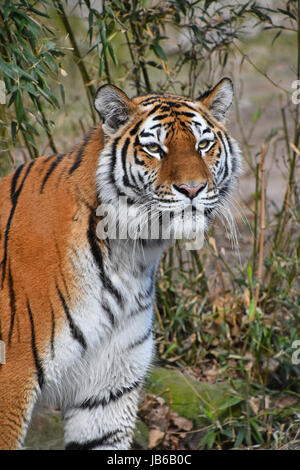 Close up ritratto di Giovane tigre siberiana (Amur tiger, Panthera tigris altaica), guardando la fotocamera Foto Stock