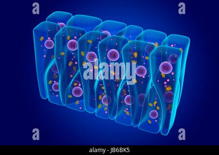 Epitelio Pseudostratified, illustrazione. Foto Stock