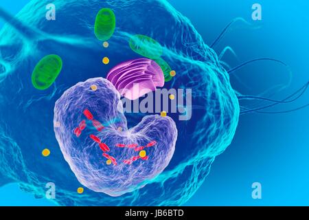 Macrofago globulo bianco, illustrazione. Foto Stock