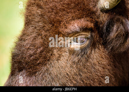 Bisonti americani hanno scarsa capacità visiva e audizione acuta di un maggiore senso di odore. Foto Stock