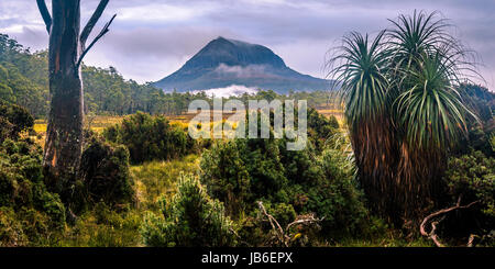 Pandani e il Monte Pelion West a Overland Track, Tasmania Foto Stock