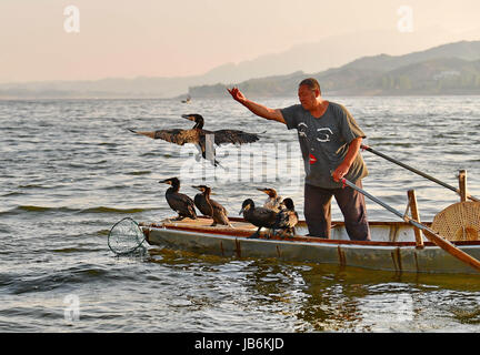 Shijiazhuang. Il 9 giugno, 2017. Fisherman Zhou Shan rilascia un osprey per la cattura di pesce al serbatoio Daheiting nel nord della Cina di nella provincia di Hebei, 9 giugno 2017. Zhou Shan è uno dei pochi pescatori che si attaccano alla tradizione di cattura di pesce con il falco pescatore in Cina del nord. Credito: Yang Shiyao/Xinhua/Alamy Live News Foto Stock