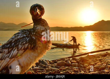 Shijiazhuang. Il 9 giugno, 2017. Fisherman Zhou Shan rilascia un osprey per la cattura di pesce al serbatoio Daheiting nel nord della Cina di nella provincia di Hebei, 9 giugno 2017. Zhou Shan è uno dei pochi pescatori che si attaccano alla tradizione di cattura di pesce con il falco pescatore in Cina del nord. Credito: Yang Shiyao/Xinhua/Alamy Live News Foto Stock