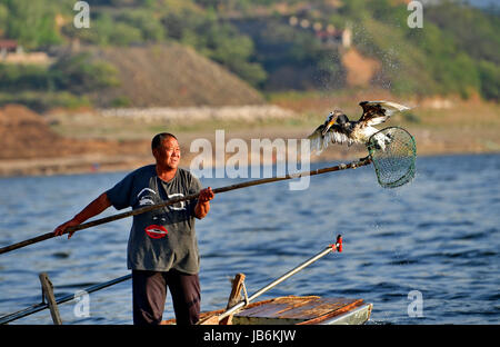 Shijiazhuang. Il 9 giugno, 2017. Fisherman Zhou Shan occupa un osprey al serbatoio Daheiting nel nord della Cina di nella provincia di Hebei, 9 giugno 2017. Zhou Shan è uno dei pochi pescatori che si attaccano alla tradizione di cattura di pesce con il falco pescatore in Cina del nord. Credito: Yang Shiyao/Xinhua/Alamy Live News Foto Stock