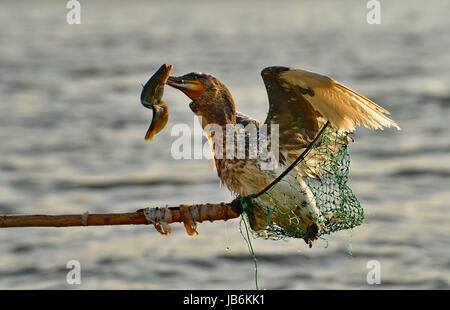 Shijiazhuang. Il 9 giugno, 2017. Fisherman Zhou Shan occupa un osprey al serbatoio Daheiting nel nord della Cina di nella provincia di Hebei, 9 giugno 2017. Zhou Shan è uno dei pochi pescatori che si attaccano alla tradizione di cattura di pesce con il falco pescatore in Cina del nord. Credito: Yang Shiyao/Xinhua/Alamy Live News Foto Stock