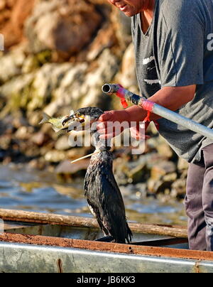 Shijiazhuang. Il 9 giugno, 2017. Fisherman Zhou Shan prende un pesce fuori dalla bocca di un falco pescatore al serbatoio Daheiting nel nord della Cina di nella provincia di Hebei, 9 giugno 2017. Zhou Shan è uno dei pochi pescatori che si attaccano alla tradizione di cattura di pesce con il falco pescatore in Cina del nord. Credito: Yang Shiyao/Xinhua/Alamy Live News Foto Stock