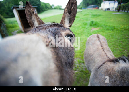 Il gallese dell'agricoltore asini George e Sam guardando nella telecamera di un umido e ventoso giorno con fattoria in background, Lixwm, Flintshire, Wales, Regno Unito Foto Stock