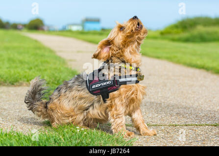 Dog sitter. Yorkshire Terrier attraversato con Border Collie dog sitter guardando al proprietario. Foto Stock