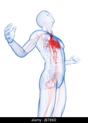 Ponendo maschio - visibile del sistema vascolare Foto Stock