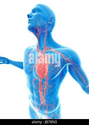 Ponendo maschio - visibile del sistema vascolare Foto Stock