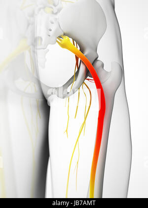 3d reso illustrazione - il nervo sciatico Foto Stock