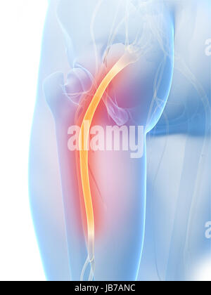 3d reso illustrazione del nervo sciatico Foto Stock