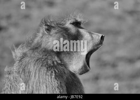 Un maschio Chacma Baboon chiamate per la sua truppa, Sud Africa Foto Stock