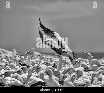 Un capo Gannett arrivando in terra a colonia in Africa australe Foto Stock