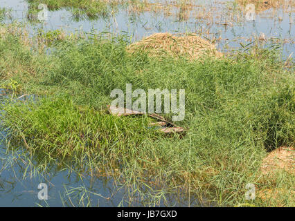 Vecchio abbandonato abbandonati a remi in legno barca affondata in erba reed sulla banca del fiume di grandi dimensioni Foto Stock