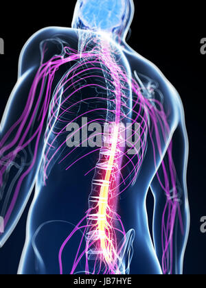3d reso illustrazione del midollo spinale Foto Stock