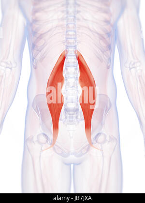 3d reso illustrazione degli psoas muscolo principali Foto Stock