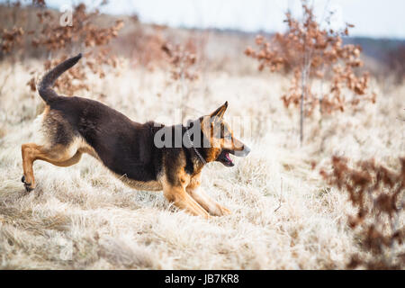 Splendida pastore tedesco cane che corre all'aperto Foto Stock