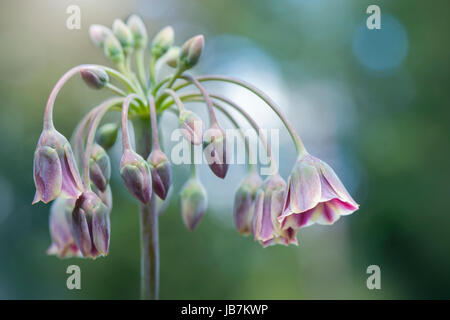 Close-up immagine della fioritura estiva Nectaroscordum Siculum Var Bulgaricum noto anche come miele bulgaro aglio Foto Stock