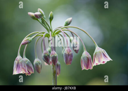 Close-up immagine della fioritura estiva Nectaroscordum Siculum Var Bulgaricum noto anche come miele bulgaro aglio Foto Stock