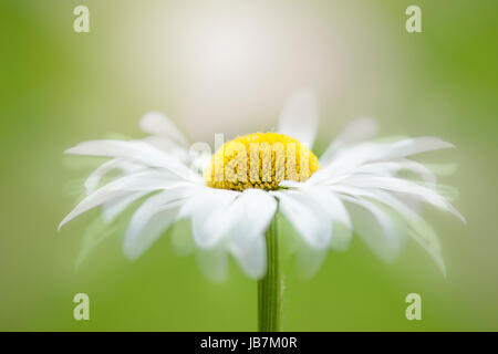 Close-up, immagine creativa della Margherita occhio di bue fiore bianco, noto anche come Leucanthemum vulgare, immagine presa contro uno sfondo semplice. Foto Stock