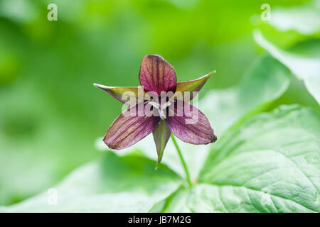 Close-up della bella primavera Trillium erectum fiore, noto anche come red trillium, wake-robin, viola trillium, Beth root o maleodoranti Benjamin Foto Stock