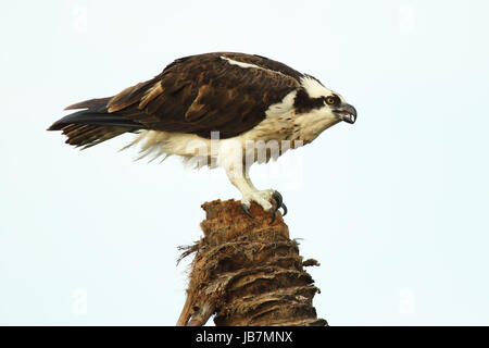 Un Osprey hunching indietro durante la chiamata dalla cima di un albero di palma in Everglades della Florida. Foto Stock