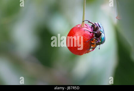 Un frutto verde scarabeo di mangiare in piedi su una ciliegia. Foto Stock
