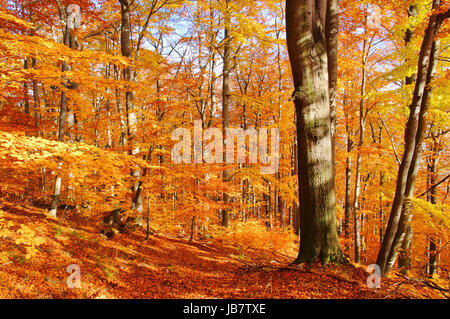 A Buchenwald im Herbst - foresta di faggio in autunno 33 Foto Stock