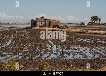 Vista di un campo di risone in Delta de l'Ebre, Catalogna, Spagna Foto Stock