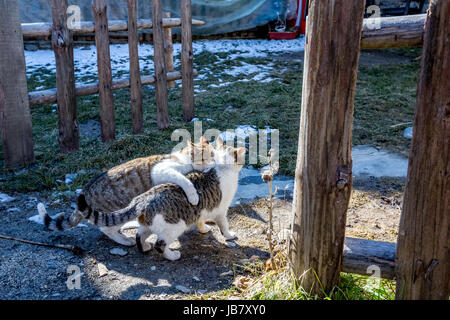 Due simpatici gattini poco giocando in un cantiere nexto alla porta di legno in inverno Foto Stock